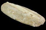 Enchodus Jaw Section with Teeth - Cretaceous Fanged Fish #87999-3